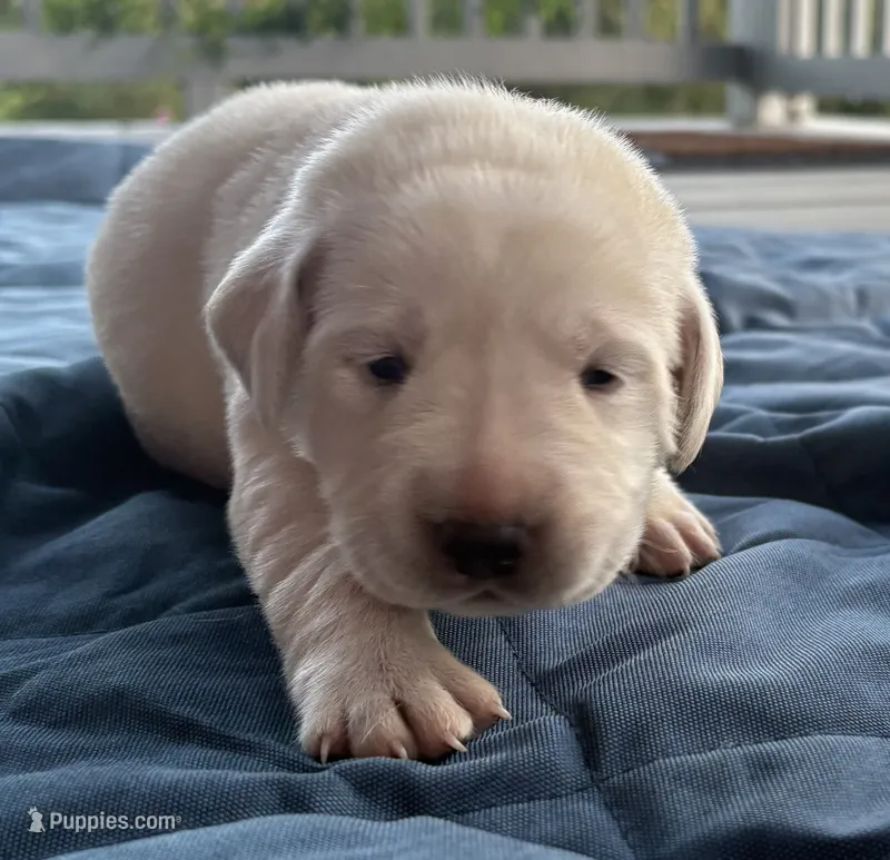 Pink Female – Labrador Retriever puppy for sale in Carriere, MS