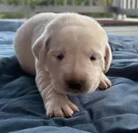 Pink Female, a female Labrador Retriever for sale in Carriere, MS – 1 of 6