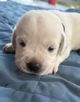 Black Collar Male, a male Labrador Retriever for sale in Carriere, MS – 2 of 8