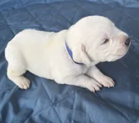 Blue Collar Male, a male Labrador Retriever for sale in Carriere, MS – 2 of 10