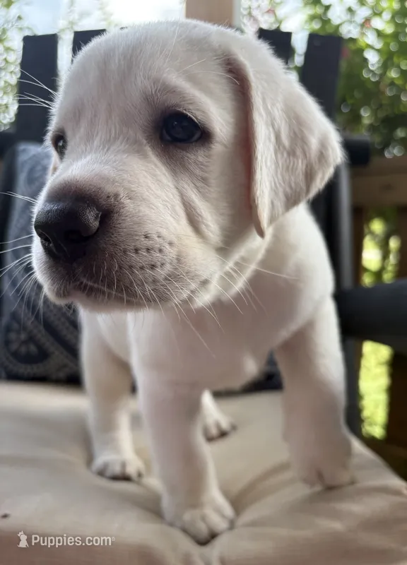 Blue Collar Female – Labrador Retriever puppy for sale in Carriere, MS