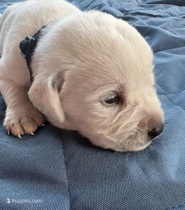 Black Collar Male – Labrador Retriever puppy for sale in Carriere, MS
