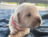 Pink Female, a female Labrador Retriever for sale in Carriere, MS – 2 of 6