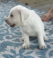Gray Collar Male, a male Labrador Retriever for sale in Carriere, MS – 6 of 10