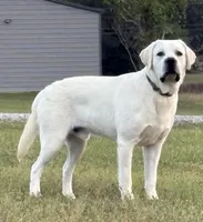 Blue Collar Female, a female Labrador Retriever for sale in Carriere, MS – 6 of 8