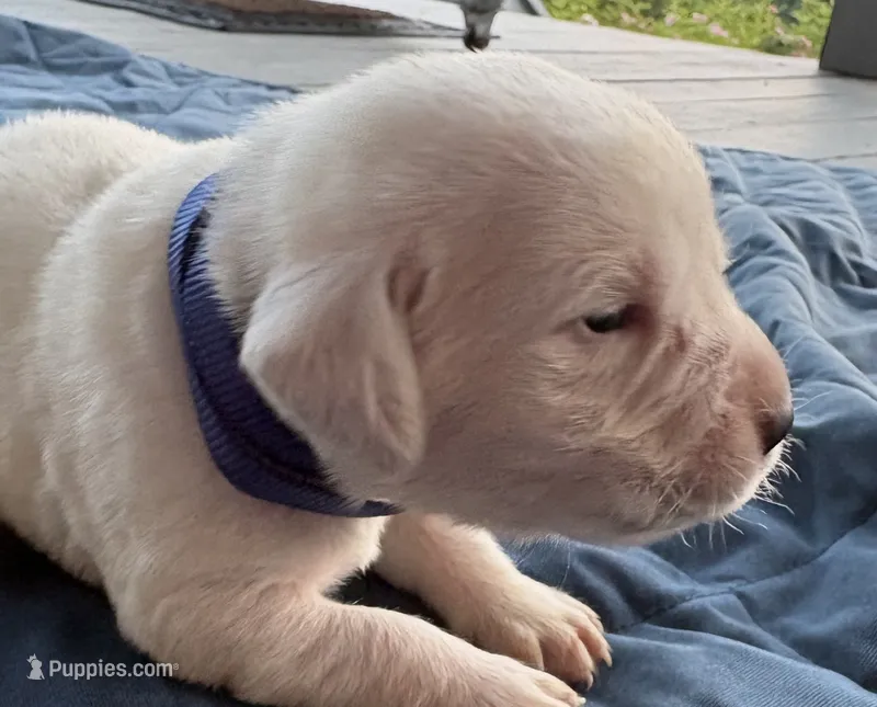 Blue Collar Female – Labrador Retriever puppy for sale in Carriere, MS