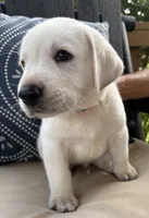 Gray Collar Male, a male Labrador Retriever for sale in Carriere, MS – 3 of 10