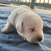 Gray Collar Male, a male Labrador Retriever for sale in Carriere, MS – 2 of 8