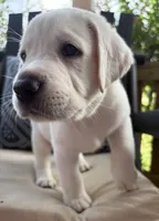 Blue Collar Male, a male Labrador Retriever for sale in Carriere, MS – 2 of 10