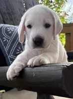 Gray Collar Male, a male Labrador Retriever for sale in Carriere, MS – 1 of 10