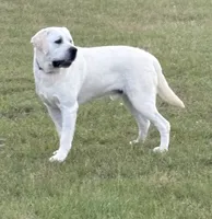 Pink Female, a female Labrador Retriever for sale in Carriere, MS – 6 of 6