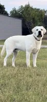 Gray Collar Male, a male Labrador Retriever for sale in Carriere, MS – 8 of 8