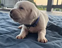 Blue Collar Female, a female Labrador Retriever for sale in Carriere, MS – 2 of 8