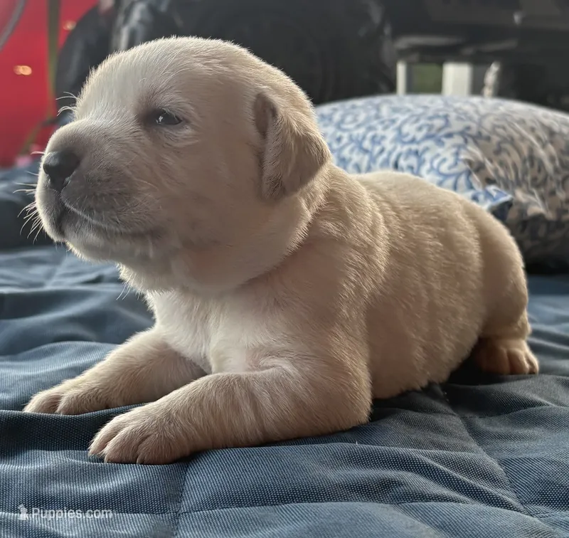 Red Collar Male – Labrador Retriever puppy for sale in Carriere, MS