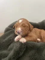 Dodger , a male Goldendoodle for sale in Tupelo, MS – 3 of 3