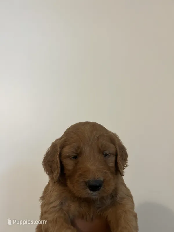 Oliver  – Goldendoodle puppy for sale in Tupelo, MS