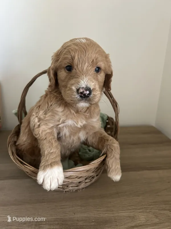 Cupid – Goldendoodle puppy for sale in Tupelo, MS