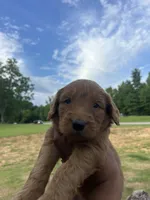 Zuzu , a female Goldendoodle for sale in Tupelo, MS – 2 of 2