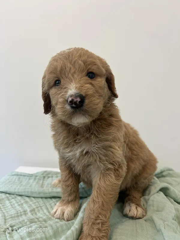 Wubzzy  – Goldendoodle puppy for sale in Tupelo, MS