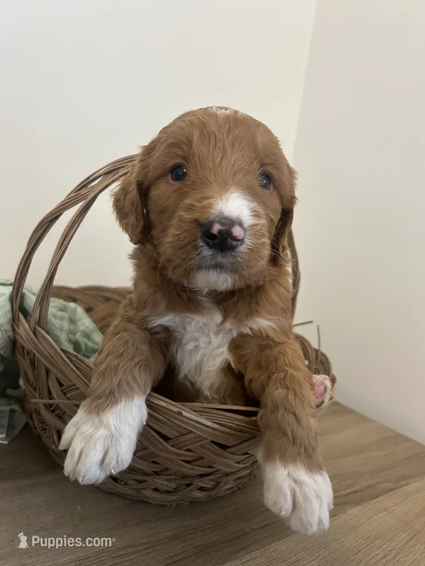 Dodger  – Goldendoodle puppy for sale in Tupelo, MS