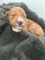 Kira, a female Goldendoodle for sale in Tupelo, MS – 2 of 3