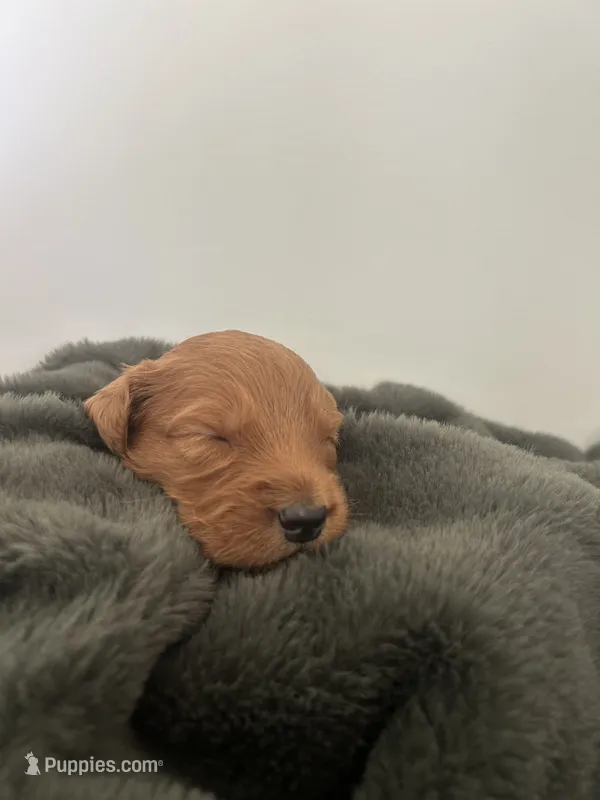 Oliver  – Goldendoodle puppy for sale in Tupelo, MS