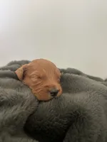 Oliver , a male Goldendoodle for sale in Tupelo, MS – 1 of 2