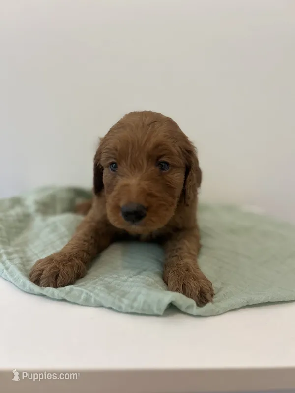 Zuzu  – Goldendoodle puppy for sale in Tupelo, MS