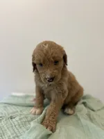 Wubzzy , a female Goldendoodle for sale in Tupelo, MS – 2 of 3
