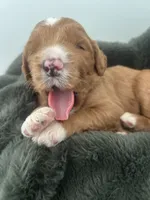 Dodger , a male Goldendoodle for sale in Tupelo, MS – 2 of 3