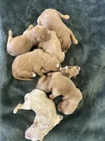 Cupid, a female Goldendoodle for sale in Tupelo, MS – 4 of 4