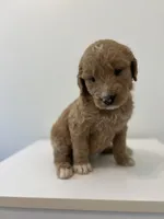 Wubzzy , a female Goldendoodle for sale in Tupelo, MS – 3 of 3
