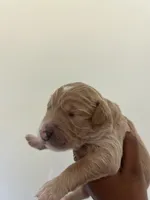 Cupid, a female Goldendoodle for sale in Tupelo, MS – 1 of 4