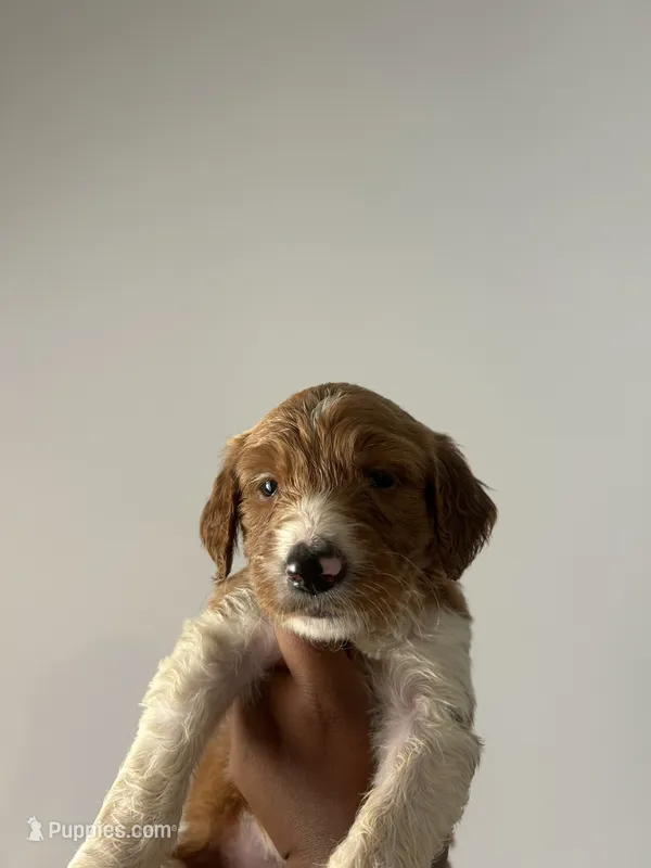 Kira – Goldendoodle puppy for sale in Tupelo, MS