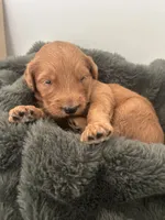 Oliver , a male Goldendoodle for sale in Tupelo, MS – 2 of 2