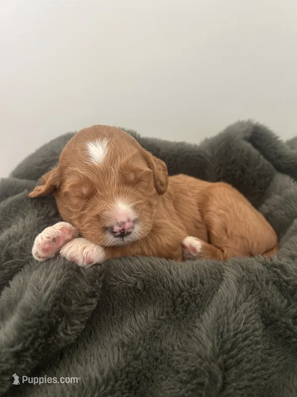 Dodger  – Goldendoodle puppy for sale in Tupelo, MS
