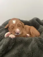Dodger , a male Goldendoodle for sale in Tupelo, MS – 1 of 3