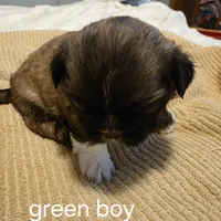 green boy, a male Shih Tzu for sale in Bruceville, IN – Photo 1 of 3