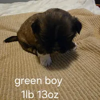 green boy, a male Shih Tzu for sale in Bruceville, IN – Photo 2 of 3