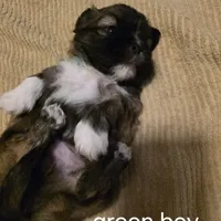 green boy, a male Shih Tzu for sale in Bruceville, IN – Photo 3 of 3