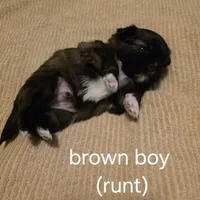 brown boy, a male Shih Tzu for sale in Bruceville, IN – Photo 3 of 3