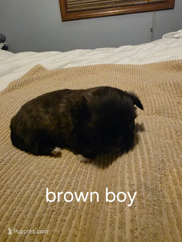 brown boy