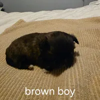 brown boy, a male Shih Tzu for sale in Bruceville, IN – Photo 1 of 3