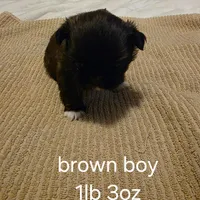 brown boy, a male Shih Tzu for sale in Bruceville, IN – Photo 2 of 3
