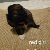red girl, a female Shih Tzu for sale in Bruceville, IN – Photo 2 of 3