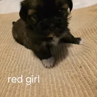 red girl, a female Shih Tzu for sale in Bruceville, IN – Photo 3 of 3