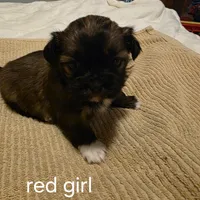 red girl, a female Shih Tzu for sale in Bruceville, IN – Photo 1 of 3
