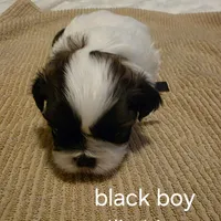 black boy, a male Shih Tzu for sale in Bruceville, IN – Photo 1 of 3