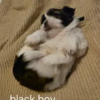 black boy, a male Shih Tzu for sale in Bruceville, IN – Photo 3 of 3