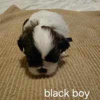 black boy, a male Shih Tzu for sale in Bruceville, IN – Photo 2 of 3